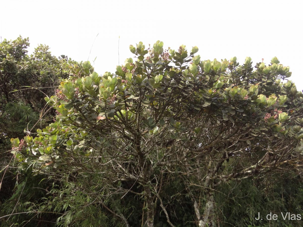 Elaeocarpus coriaceus Hook.